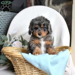 Faith, Mini Bernedoodle Puppy