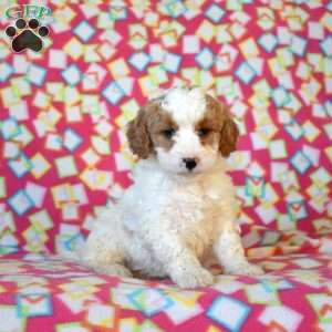 Faith, Mini Goldendoodle Puppy