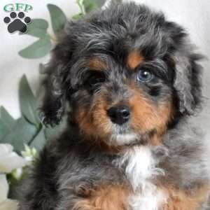 Faith, Mini Bernedoodle Puppy