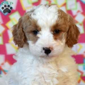 Faith, Mini Goldendoodle Puppy