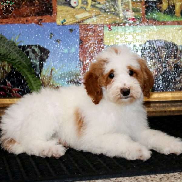 Fancy, Miniature Poodle Puppy