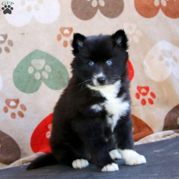 Fancy, Pomsky Puppy