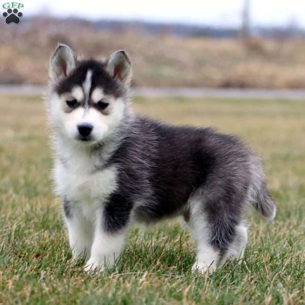 Fancy, Siberian Husky Mix Puppy