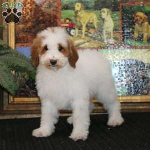 Fancy, Miniature Poodle Puppy