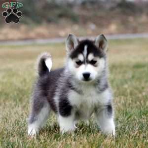 Fancy, Siberian Husky Mix Puppy