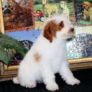 Fancy, Miniature Poodle Puppy