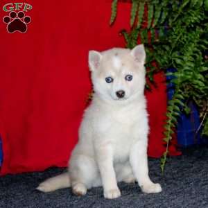 Fancy, Pomsky Puppy