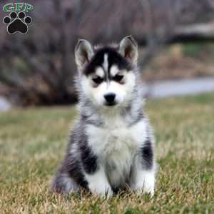 Fancy, Siberian Husky Mix Puppy