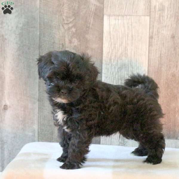 Fantom, Shih-Poo Puppy