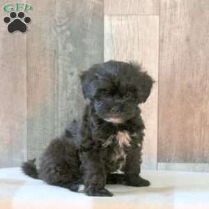 Fantom, Shih-Poo Puppy