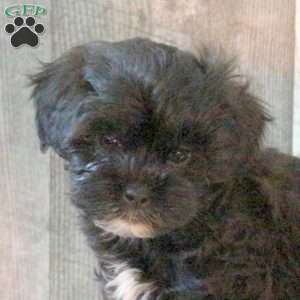 Fantom, Shih-Poo Puppy