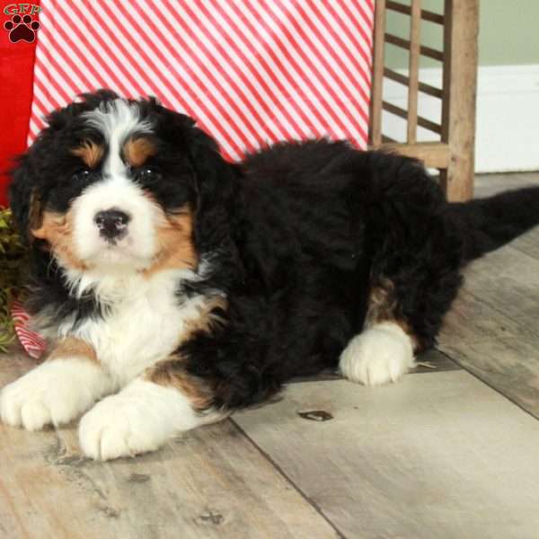 Fawn, Bernedoodle Puppy