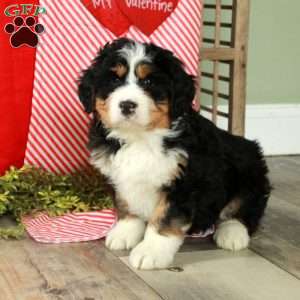 Fawn, Bernedoodle Puppy
