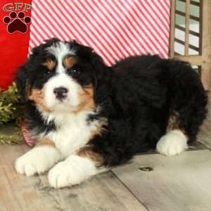 Fawn, Bernedoodle Puppy