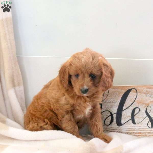 Felicity, Cavapoo Puppy