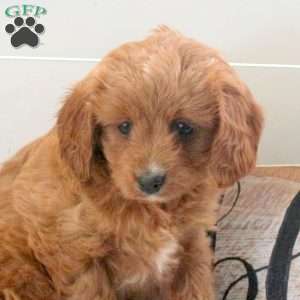 Felicity, Cavapoo Puppy