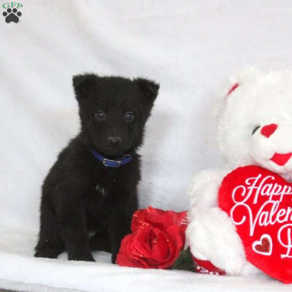 Felix, German Shepherd Puppy