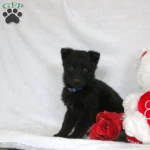 Felix, German Shepherd Puppy