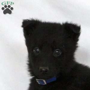 Felix, German Shepherd Puppy