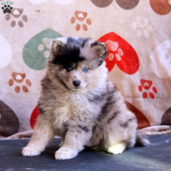 Fergie, Pomsky Puppy