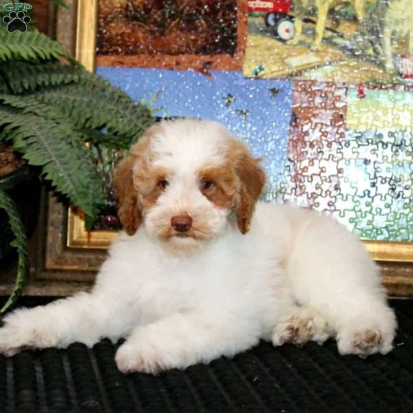 Fergie, Miniature Poodle Puppy