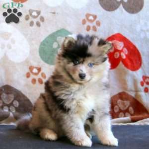 Fergie, Pomsky Puppy
