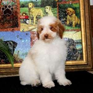 Fergie, Miniature Poodle Puppy