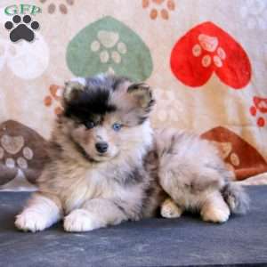 Fergie, Pomsky Puppy