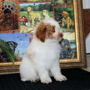 Fergie, Miniature Poodle Puppy