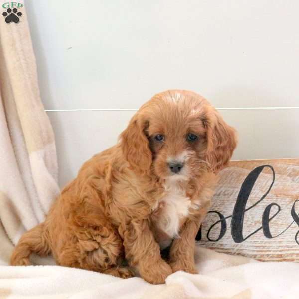 Fern, Cavapoo Puppy