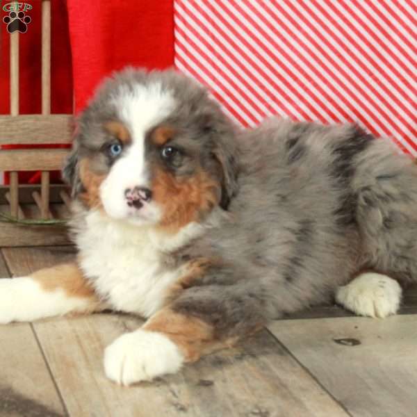 Fern, Bernedoodle Puppy
