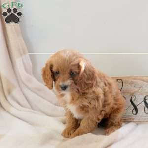 Fern, Cavapoo Puppy