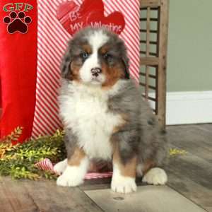 Fern, Bernedoodle Puppy