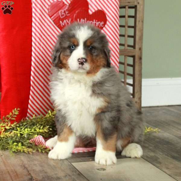 Fern, Bernedoodle Puppy