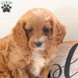 Fern, Cavapoo Puppy