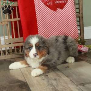 Fern, Bernedoodle Puppy