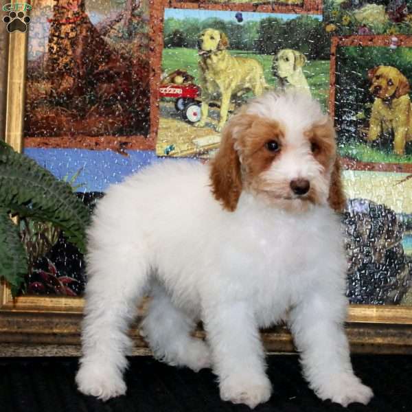 Fern, Miniature Poodle Puppy