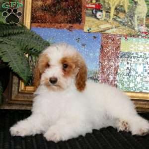 Fern, Miniature Poodle Puppy