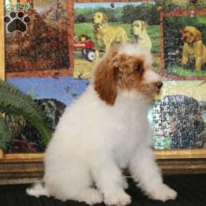 Fern, Miniature Poodle Puppy