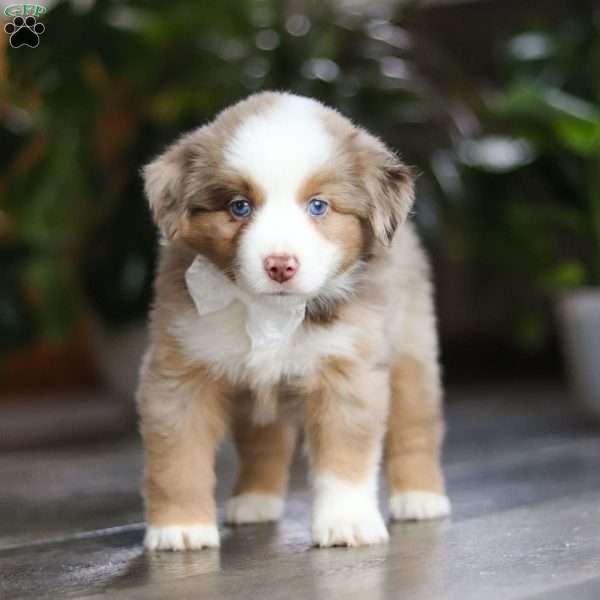 Ferraro, Miniature Australian Shepherd Puppy