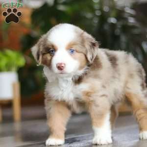 Ferraro, Miniature Australian Shepherd Puppy