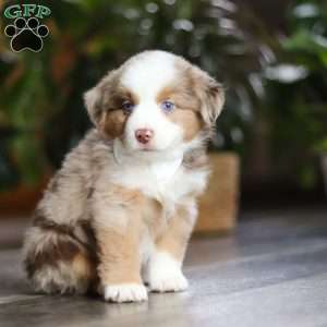 Ferraro, Miniature Australian Shepherd Puppy