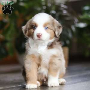 Ferraro, Miniature Australian Shepherd Puppy