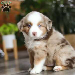 Ferraro, Miniature Australian Shepherd Puppy