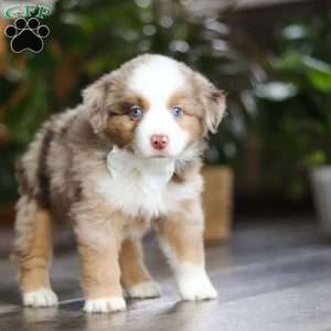 Ferraro, Miniature Australian Shepherd Puppy