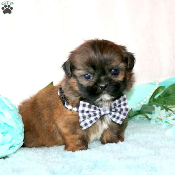 Fido, Shih Tzu Puppy
