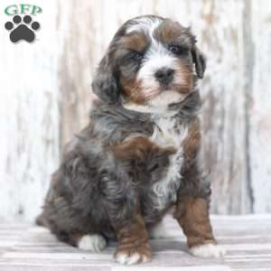 Findley, Mini Bernedoodle Puppy