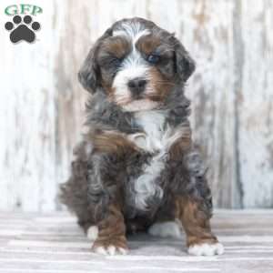 Findley, Mini Bernedoodle Puppy
