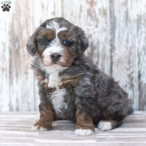 Findley, Mini Bernedoodle Puppy