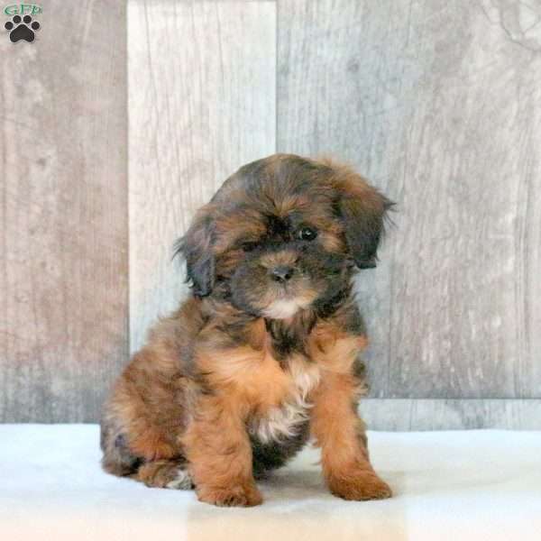 Finn, Shih-Poo Puppy